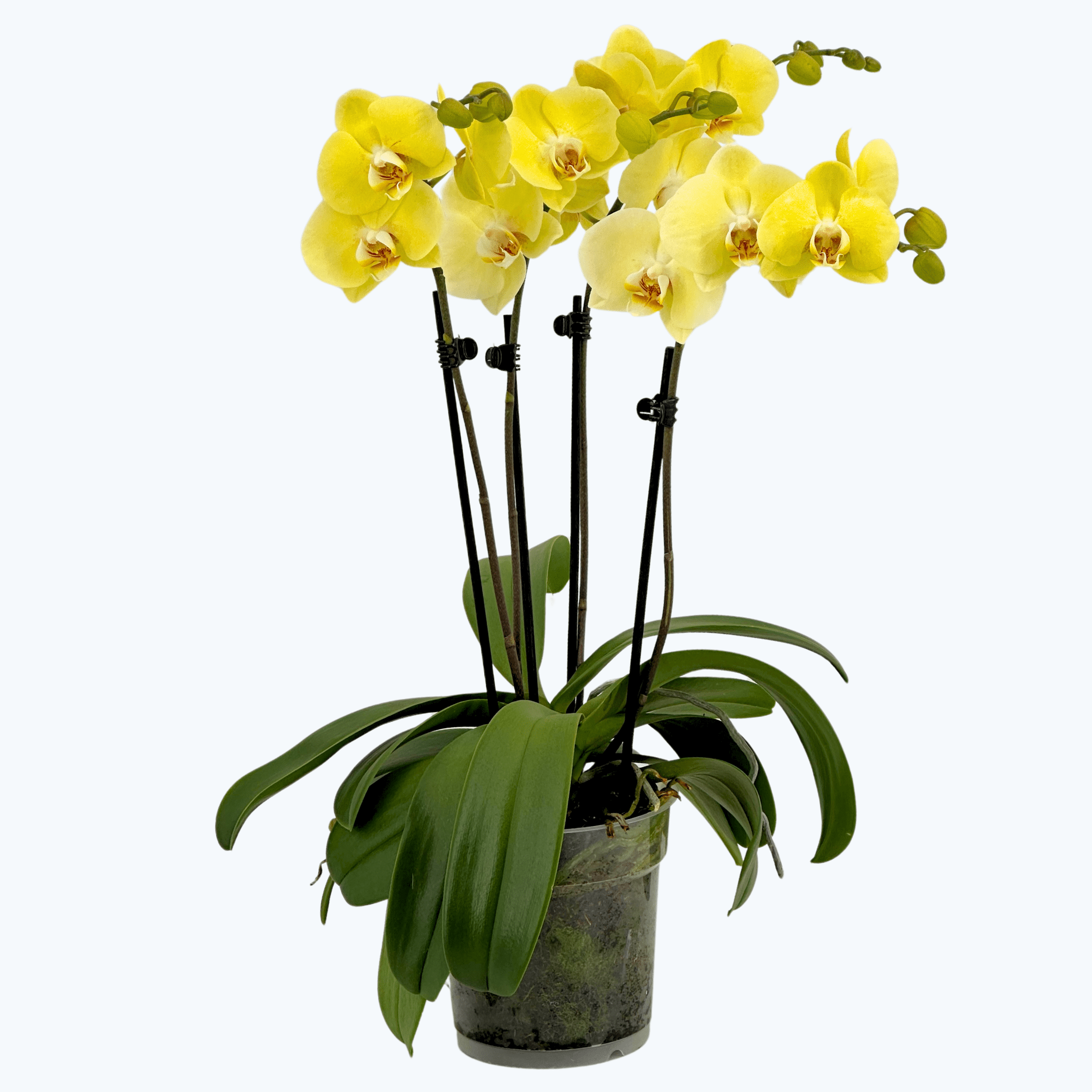 Große Two of Us Cremona mit buttergelben Blüten und 4 Rispen