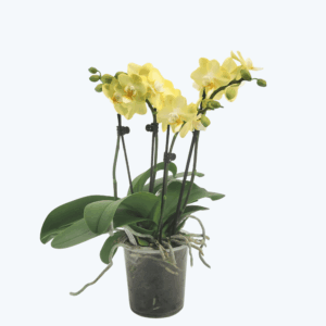 Große Two of Us Limone mit hellgelben Blüten und 4 Rispen