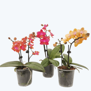 Duftorchideen Table Dance im 3er Set mit 2 Rispen