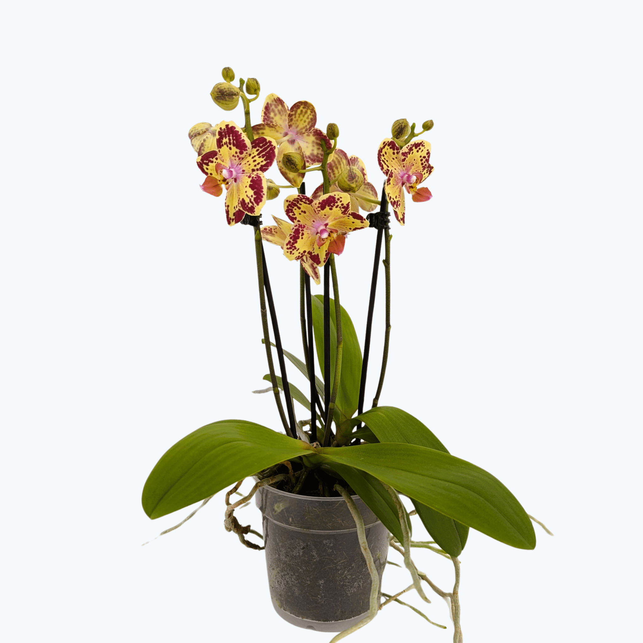 Große Two of Us Strawberry Cake mit gelb-rot gefleckten Blüten und 3 Rispen