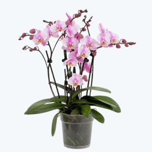 Gro&szlig;e Two of Us Roskilde mit zartrosa Bl&uuml;ten und 7+ Rispen