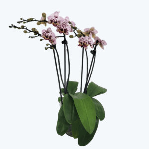 Phalaenopsis Hybride Patchwork Kingdom mit weiß-violett-gefleckten Blüten und 4 Rispen
