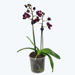 Table Dance Dija mit schwarz-roten Blüten und 2 Rispen