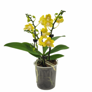 Table Dance Lumina mit Sonnengelben Blüten und 3 Rispen