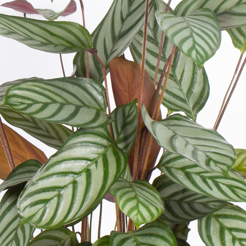 Korbmarante + gratis Topf | +/- 70 cm | ø 17 cm | Calathea compactstar – Bild 2