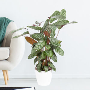 Korbmarante + gratis Topf | +/- 70 cm | ø 17 cm | Calathea compactstar