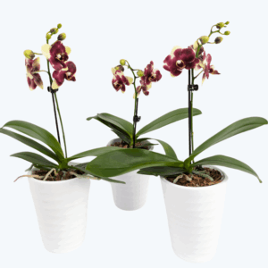 Table Dance Donauwelle, gelb-braun, im 3er Set mit 1 Rispe inkl. Keramik