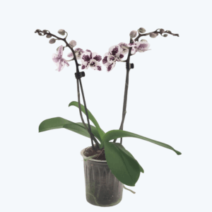 Table Dance Elanora mit weiß-lilanen Blüten und 2 Rispen