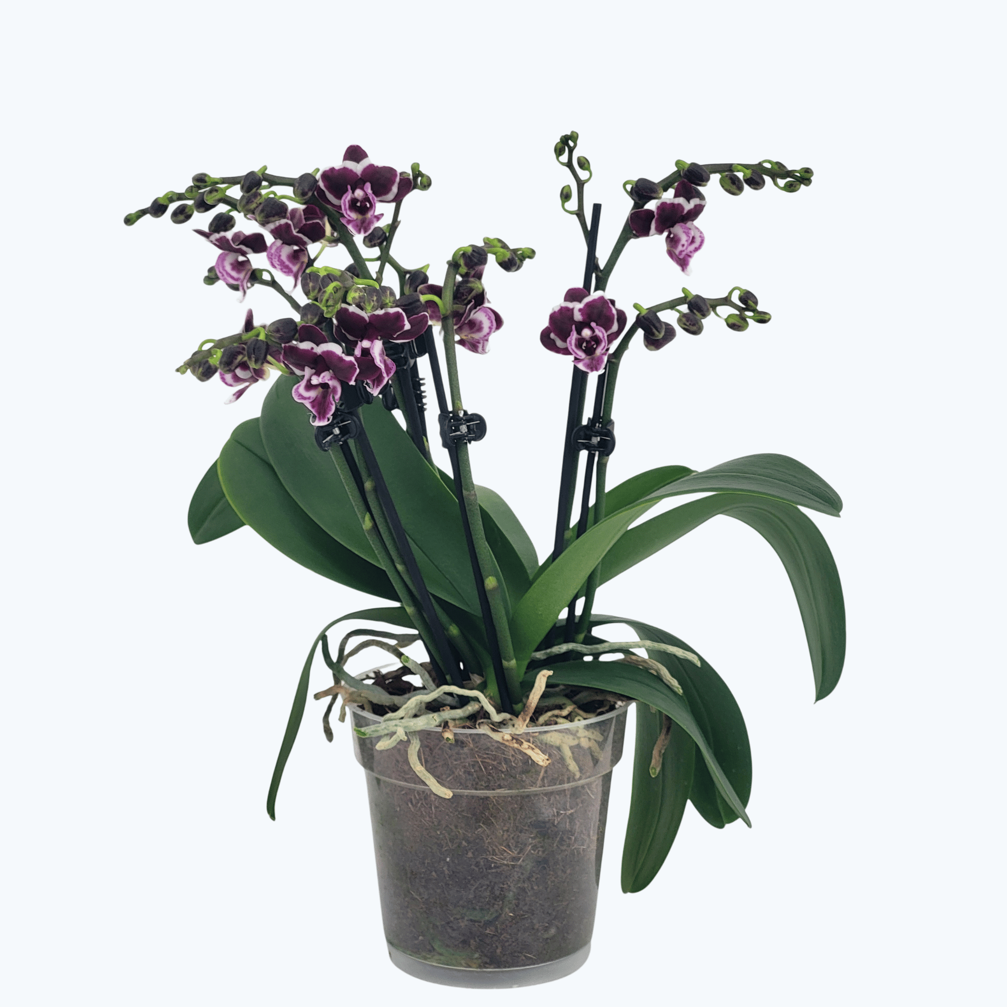 Große Two of Us Lyanna mit violett-weißen Blüten und 7 kurzen Rispen