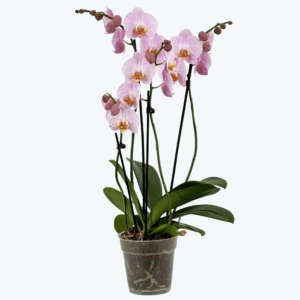 Große Two of Us Rosalie mit rosa Blüten und 4 Rispen