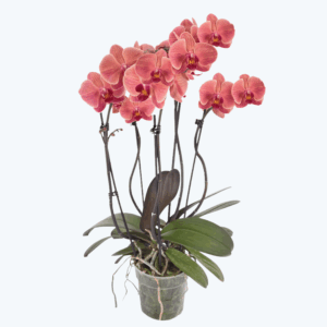 Große Two of Us Narbonne mit terracottafarbenen Blüten und 5 Rispen