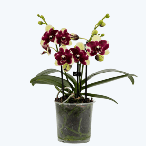 Table Dance Donauwelle mit gelb-lila gefleckten wachsartigen Blüten und 3 Rispen