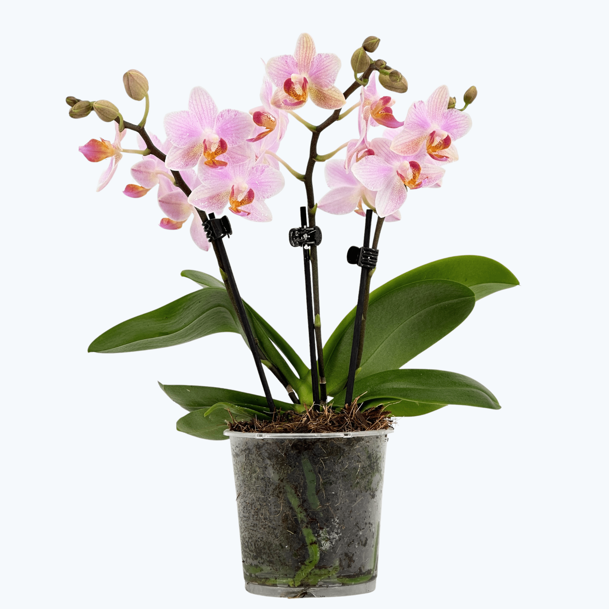 Table Dance Pia mit hellrosafarbenen Blüten und 2 Rispen