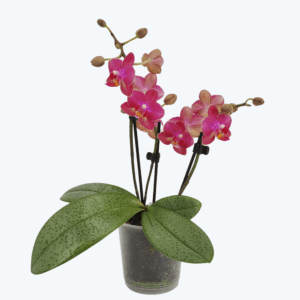 Duftorchidee Table Dance Secret Fragrance mit rot-pinken Blüten und 3 Rispen