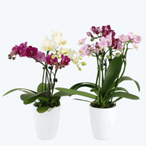 Cocktail Orchideen im 2er Set mit 3+ Rispen inkl. Keramikvase