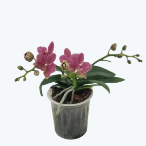 Bonsaiorchidee botanic mit Rosa-roten Blüten und 2 Rispen