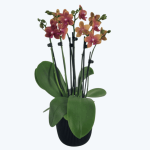 Große Two of Us Duftorchidee Bolgheri mit orangen Blüten und 5+ Rispen im Übertopf