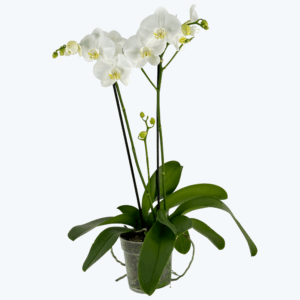 Große Two of Us Weiß mit weißen Blüten und 2 Rispen