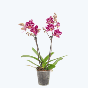 Table Dance Selina mit lila-rosa Blüten und 2 Rispen