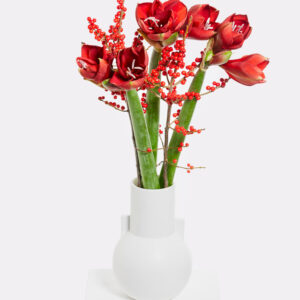 Roter Amaryllistraum