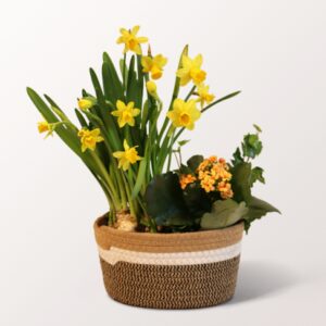 Frühlingsgarten im Korb