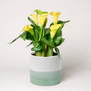 Gelbe Calla im Keramiktopf