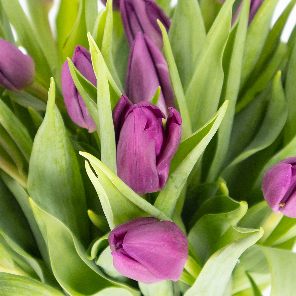 30 Lila Tulpen – Bild 2