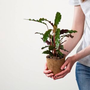 Calathea 'Rufibarba'