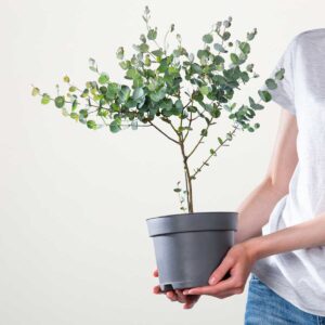 Eukalyptus 'Gunnii' - Stämmchen M