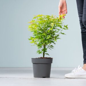 Ahorn 'Orange Dream'