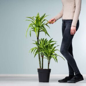 Drachenbaum 'Lemon Lime' L