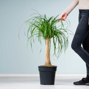 Elefantenfuß 'Beaucarnea' M