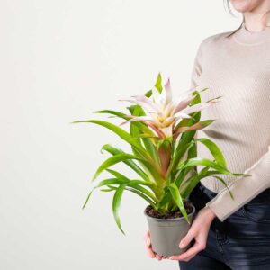 Guzmania 'Magical White'