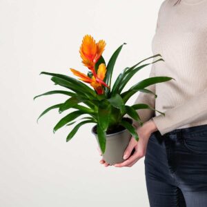 Vriesea 'Intenso Orange'