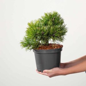 Hakenkiefer 'Grüne Welle'