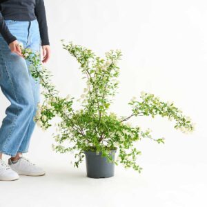 Prachtspiere 'Vanhouttei'