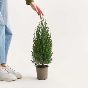 Chinesischer Wacholder 'Stricta' M