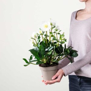 Christrose 'Niger' S