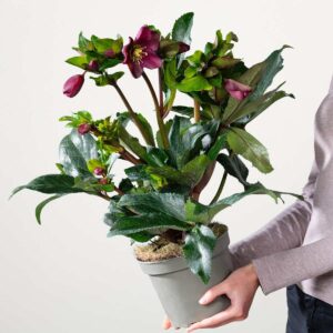 Christrose 'Ice N'Roses®' - Rot