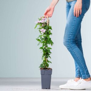 Clematis 'Hagley Hybrid' M