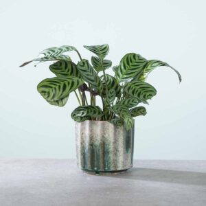 Ctenanthe 'Burle Marxii' M