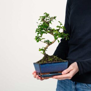 Funkientee Bonsai 'Traditional' S