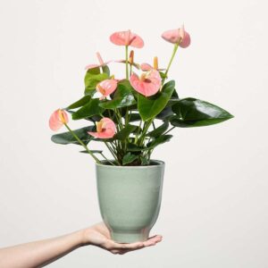Flamingoblume 'Sweet Dream'