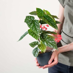 Forellenbegonie 'Kings'