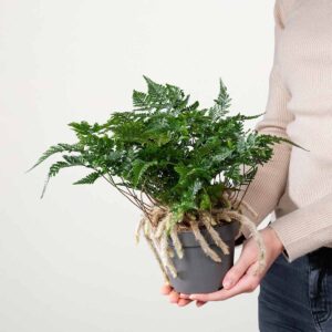 Hasenfuß-Farn 'Bunny'