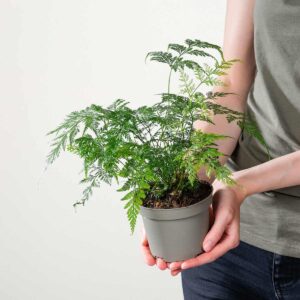 Hasenfuß-Farn 'Delicata'