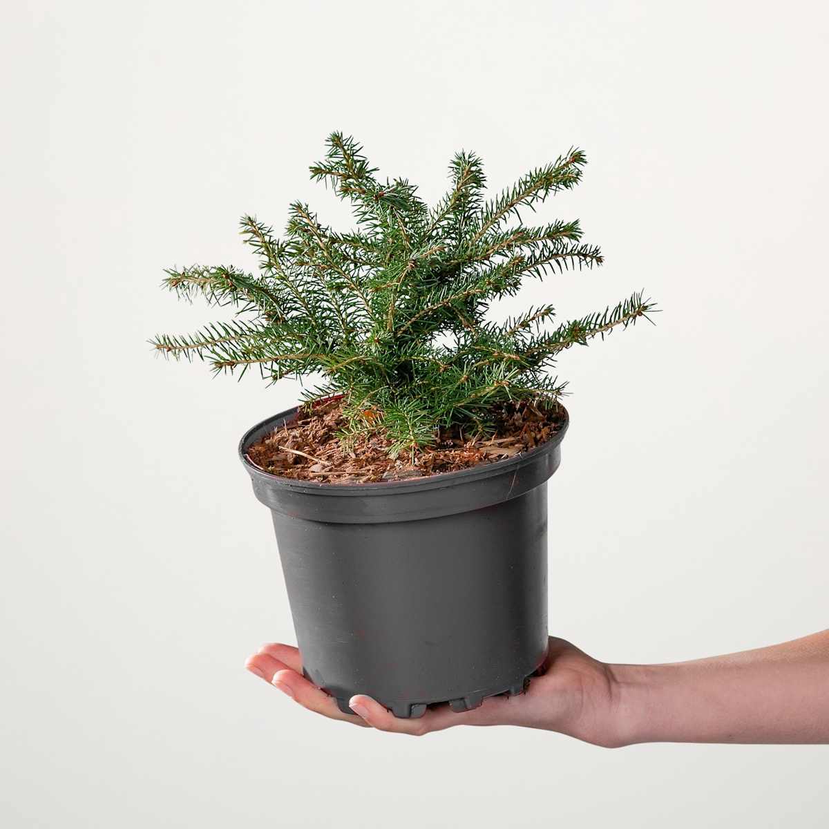 Nestfichte 'Nidiformis'