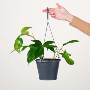 Philodendron 'Florida Green' - Ampel