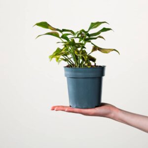 Purpurtute 'Pink Splash'