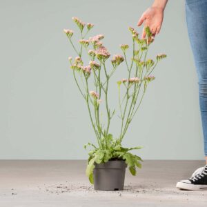 Rosafarbener Strandflieder